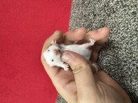 Yavru Suriye Hamster