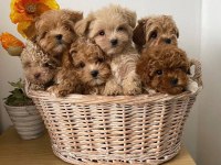 Veteriner Kliniğinde Teslim Maltipoo Bebekler