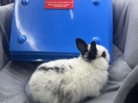 Cüce Netherland Dwarf Yavru Tavşanlar