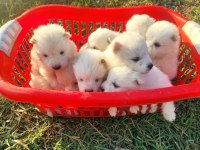 KAR BEYAZI SAMOYED YAVRULARIMIZ YENİ SAHİBİNİ ARIYOR