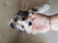 Biewer yorkshire terrier