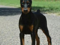 HEYBETLİ ESTETİKLİ DOBERMAN SAĞLIK ve ırk GARANTİLİ