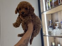 Oyun delisi poodle bebekler