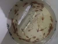L144 longfin ve süper red brokoli balıklar mevcuttur
