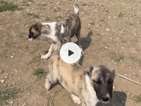 KANGAL ÇAPARLARIMIZ SAF KAN ORJİNAL