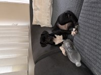 Ücretsiz sahiplendirme jack russell köpeğimiz