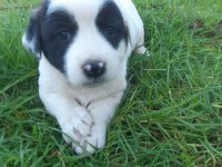 Border collie melezi sahiplendirme