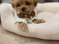 IRK GARANTİLİ MALTİPOO YAVRULARI