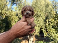 Maltipoo Poodle Köpeğimiz