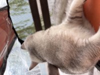 British shorthair 5 aylık