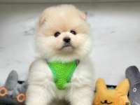 Safkan Pomeranian Boo Bebekler