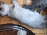 British Shorthair Yavru