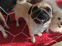 Safkan pug mops dişi erkek