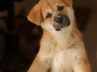 Akita inu 108 günlük