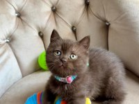 Cinnamon British Shorthair Yavrumuz