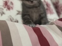 Scottish fold yavrular ve anne sahiplendirilecektir