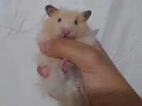 Safkan teddy bear hamster yavruları