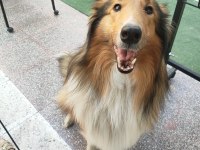 3.5 aylık rough collie lessie yavrularım