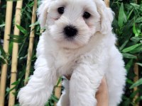 ORJİNAL MALTESE TERRİER BEBEKLER