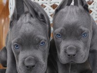 A Scr Cane Corso yavrularımız