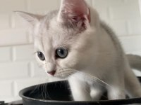 British shorthair
