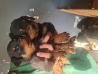 Mükemmel kalitede rottweiler bebeklerimiz için acele edin