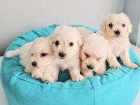 Maltese terrier