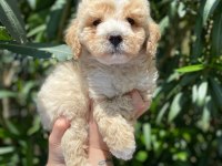 Maltipoo Yavrum Irk Ve Sağlık Garantilidir