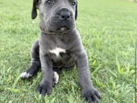 Cane corso bebekler