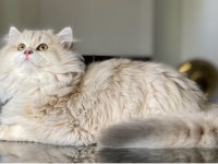 British longhair Cy erkek