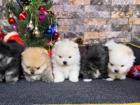 Sağlıklı Pomeranian Boo Ayı Surat Yavrularımız