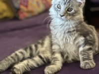 Maine coon - sadece ömürlük yuvalar seçilir