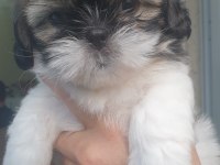 Süper kalite shih tzu bebekler