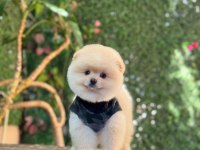 Üst Kalite Pomeranian Boo