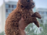 5 aylık saf kan toy poodle