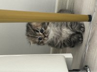 Scottish fold yavrularım