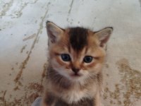 40 günlük british shorthair gold
