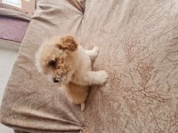 Maltipoo dişi erkek