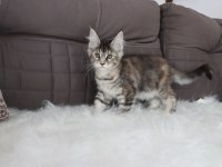 Dernek kayıtlı full şecereli aşıları tamam safkan maine coon