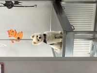 Pomeranian Oscar İçin Yeni Yuva