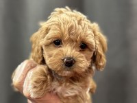 Mini mini maltipoo bebekler