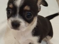 Teacup Chihuahua Yavrular Mersin Tarsus