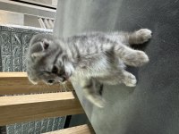 Scottish Fold Yavru Kedimiz