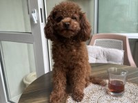 Kore poodle eşleşme