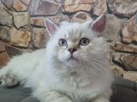 Yavru british longhair