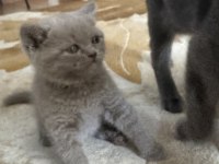 45 günlük british shorthair