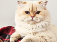 Full Secereli by 11 33 Erkek British Longhair