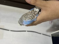 TAKIM JUMBO MUHABBET KUŞU UYGUNA