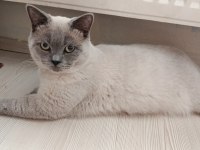 ÇOK UYSAL BRİTİSH SHORTHAİR 6 AYLIK BAKIMLI