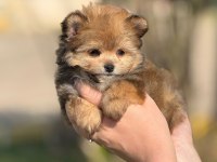 POMERANİAN POODLE POMAPO YAVRUMUZ